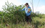 A research team is studying &nbsp;how changes in land development and vegetation are affecting the ability of Texas coast wetlands to absorb carbon dioxide. An increase in mangrove population is raising new questions for the team.