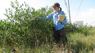 Texas A&M University scientist Anna Armitage looks at a mangrove shrub on Pelican Island along the Texas coast.