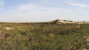 Texas is home to 91 state parks, including Boca Chica State Park. The current proposed state budget for 2014-15 would require the Texas Parks and Wildlife Department to close 7 state parks.