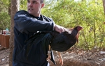  John Goodwin, manager of animal fighting issues at the Humane Society of the United States, holds one of the rescued fighting roosters, which has a blade strapped to its leg.