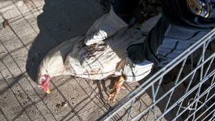 A rooster that was euthanized because it was severely injured during a forced fight at a southeast Dallas cockfighting ring that police busted Oct. 18.