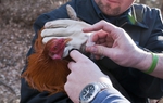 Domanick Muñoz, senior animal cruelty officer for the Dallas Police Department euthanizes a severely injured rooster.

