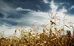 As Texas lawmakers mull a plan to safeguard the state against future water shortages, agriculture groups are already worried they might be left high and dry.&nbsp;
