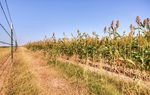 The scorching heat of Texas' past two summers is sure to return this year, but according to a new forecast from the state electric grid's meteorologist, some parts of the state, like East Texas, are likely to fare better than others.