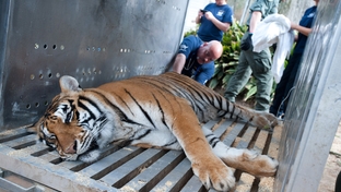 The Humane Society of the United States is working with the Mississippi Department of Wildlife, Fisheries and Parks, Carolina Tiger Rescue, Wildlife Rescue & Rehabilitation and Born Free USA Primate Sanctuary to rescue 11 exotic animals from the Collins Zoo.