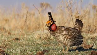 Lesser Prairie Chicken
