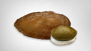 Texas Fawnsfoot, a potentially endangered mussel