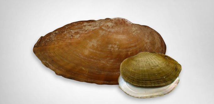 Texas Fawnsfoot, a potentially endangered mussel