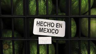 Mexican produce makes up 40 percent of the business Nicho Produce does in the Rio Grande Valley.
