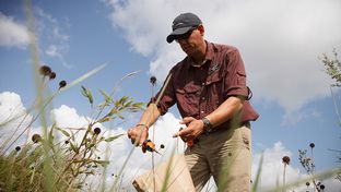 Jaime Gonzalez, community education director of the Katy Prairie Conservancy, cut some blossoms off roughcone flowers Aug. 6 at a prairie in Deer Creek.
