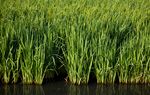 The Lower Colorado River Authority this week approved a plan that should ease the strain on the Highland Lakes, the Central Texas water source that has long pitted rice farmers against municipalities.