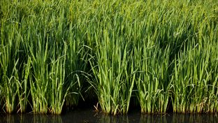 A rice field near Bay City, Texas.