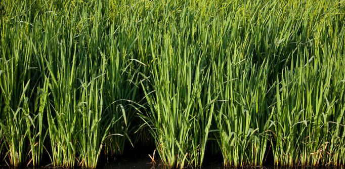 A rice field near Bay City, Texas.