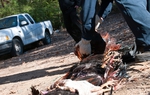 Police found about 100 birds, including about 30 that were dead or injured.