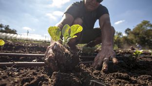 Glenn Foore planting cabbage on Springdale Farm, Austin, Tex. on September 11, 2012