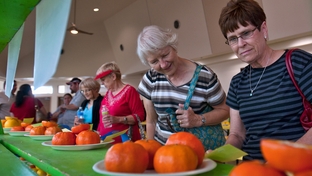 L to R:  Ruth Sagehorn and Virginia Schuerman look at entries in the citrus fruit exhibit at the Citrus Fiesta in Mission on Saturday Jan 28th, 2012.