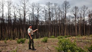 Officer Roger Dolle, Bastrop State Park's Site Manager, examining a 100 ft. clearing near a road that was previously dominated by Loblolly pines and oaks. The oak trees come back in a bush-like because their roots resisted the heat from the fire more readily than the pines. April 16, 2012.