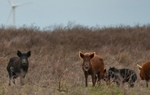 The aptly nicknamed "pork chopper"  bill &mdash; which&nbsp;authorizes hunters to shoot feral hogs and coyotes from  helicopters &mdash; passed a preliminary vote in the Texas House today,  137-9.