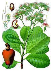 Cashew Leaves