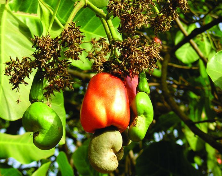 Cashew Fruit
