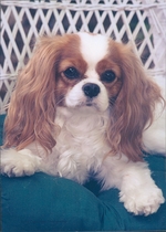Annabelle Blue Winkel (2004 - 2017)