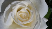 Patricia P. Watt (1945 - 2022)