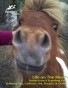 May 2012 Pony Pals Magazine Vol. 1 #12
