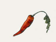 Ugly Old Carrot