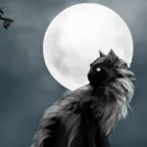the cat with no name
