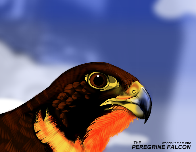 peregrine falcon
