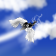 The Fly of the Mechanical Angel