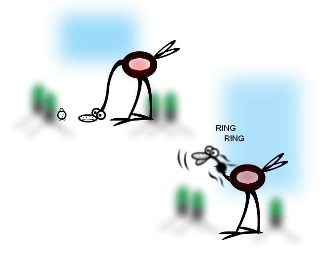 The Ostrich