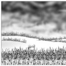 The Field