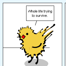 Chicken: life