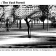 Roots I : The Vast Forest
