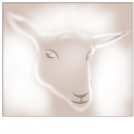 Sheep for 35sheep