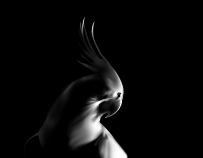 images of nature: cockatiel