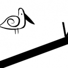 Seagull Vs Salad