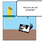 Square the dog