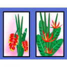 Heliconias
