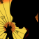 Sayuri