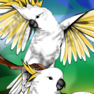 sulfur crested cockatoo