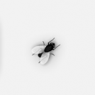 Fly
