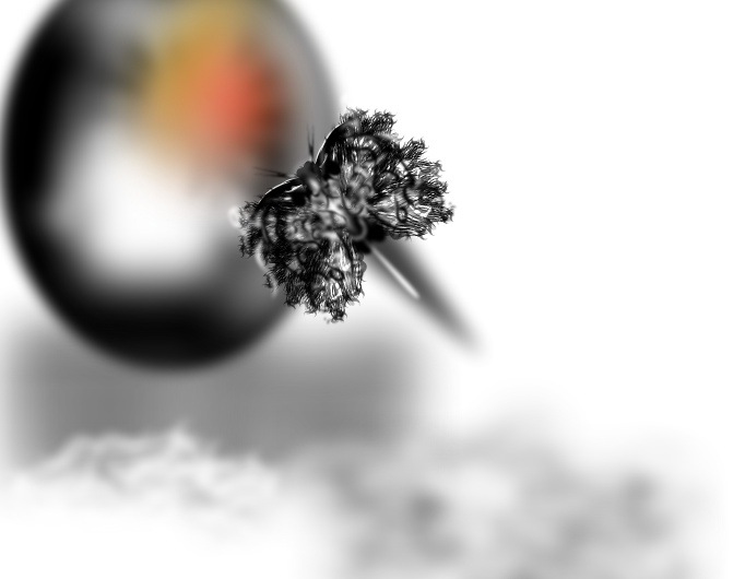Fly