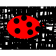 LADYBUG!