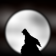 wolf howling...