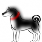 Husky Dog
