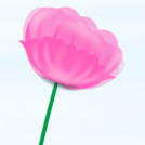 Amapola