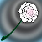 White Rose