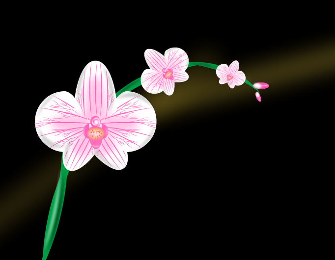 Orchids